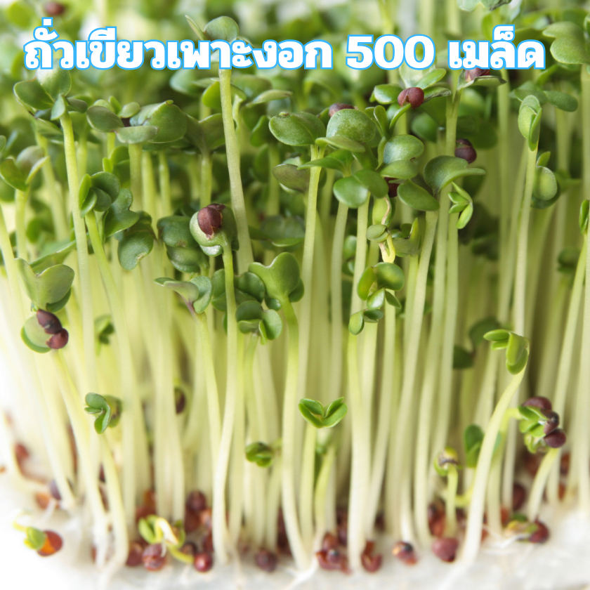 เมล็ดพันธู์ถั่วเขียวเพาะงอก 500 เมล็ด