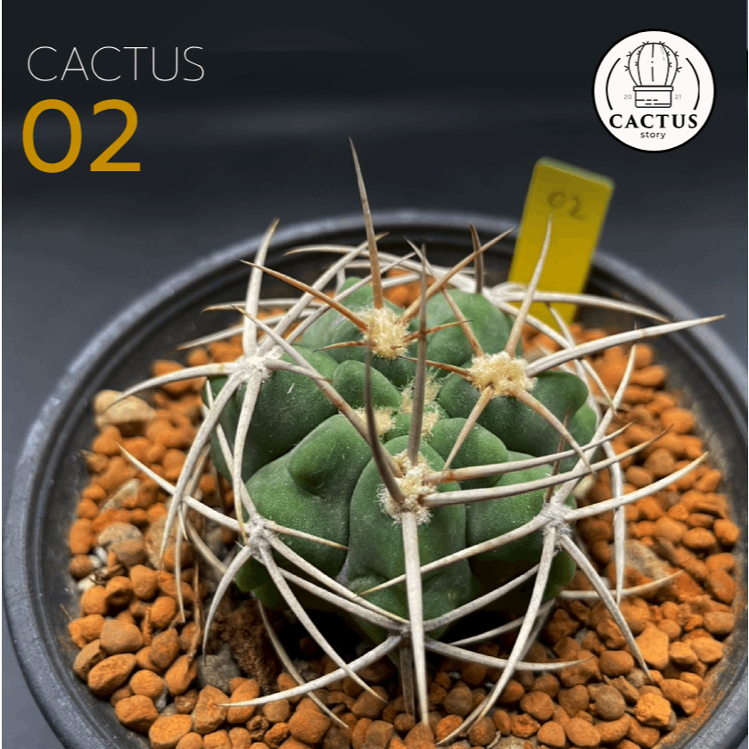 Gymnocalycium Ferox | Shopee Thailand