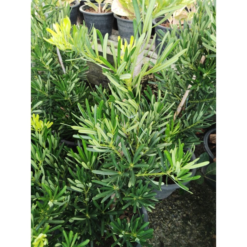 สนใบพาย ไม้มงคล Podocarpus polystachyus | Shopee Thailand