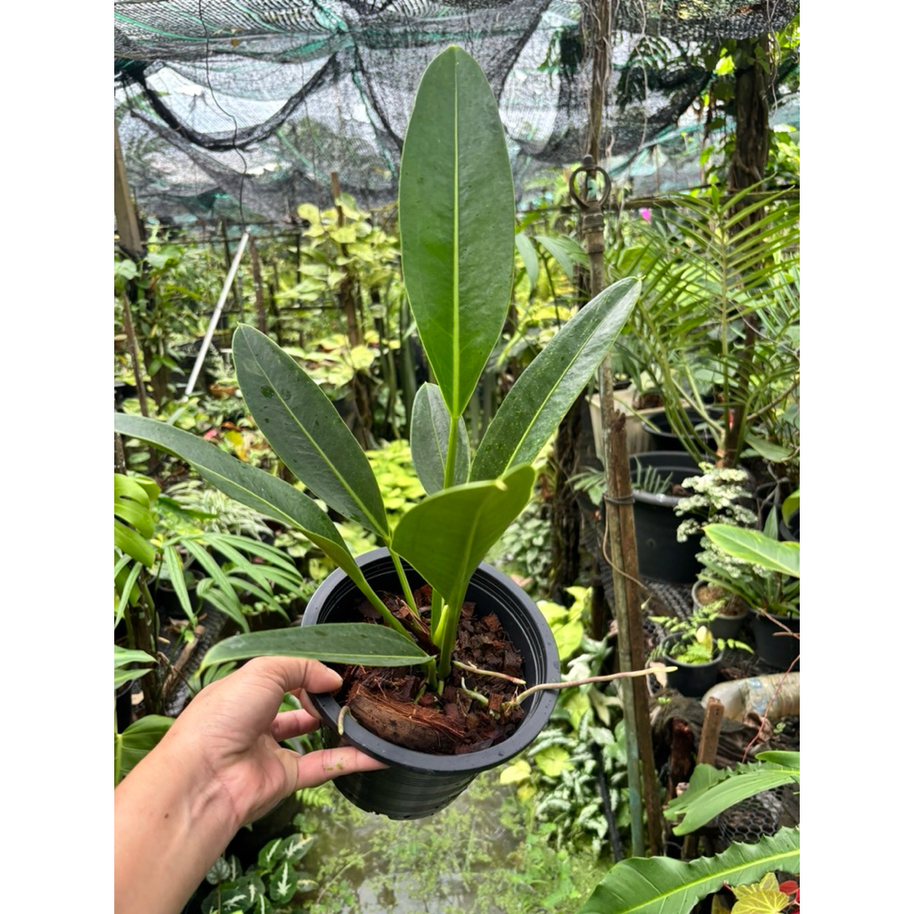 alocasia zebrina pflege Alocasia Zebrina Pfeilblatt XL  vielgrn
