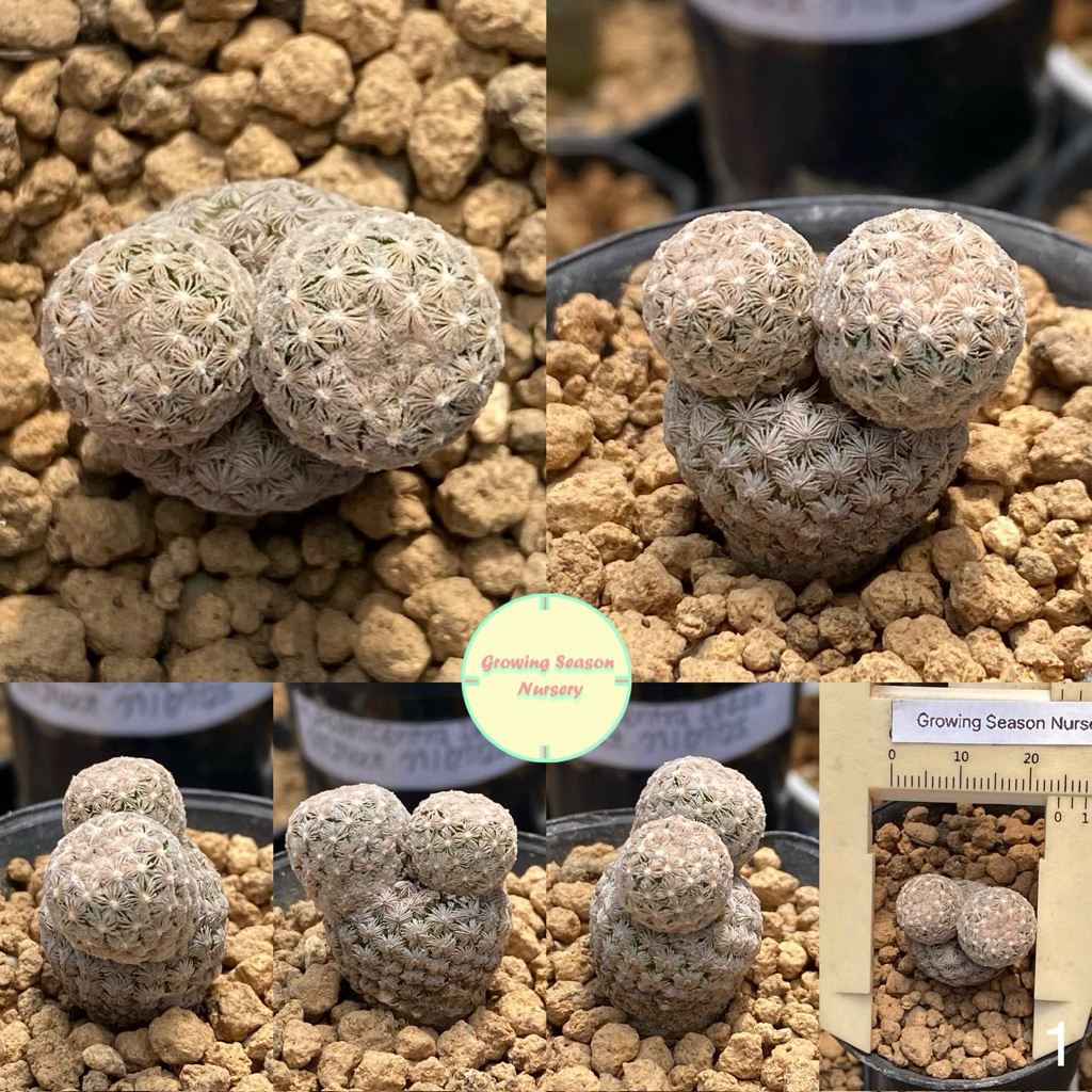 MAMM18 ] Mammillaria Egregia       | Shopee Thailand