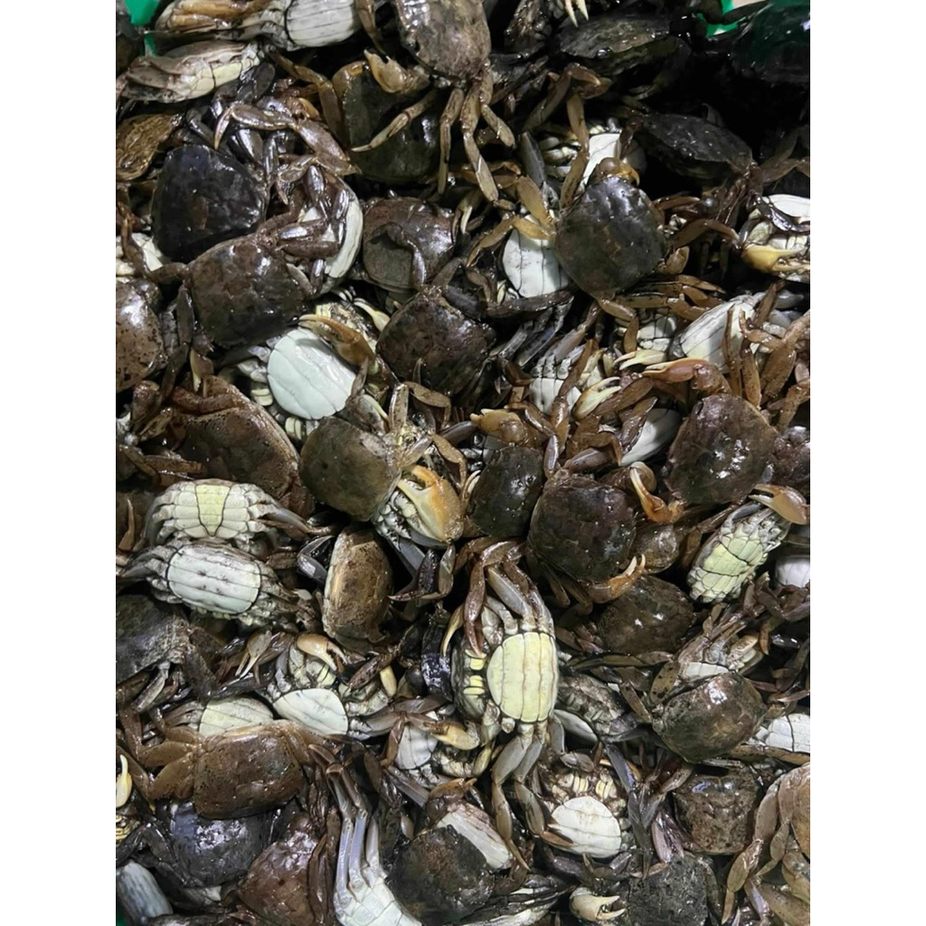 ปูแพสด ปูแป้นสด ปูใบไม้ 1 กิโล | Shopee Thailand