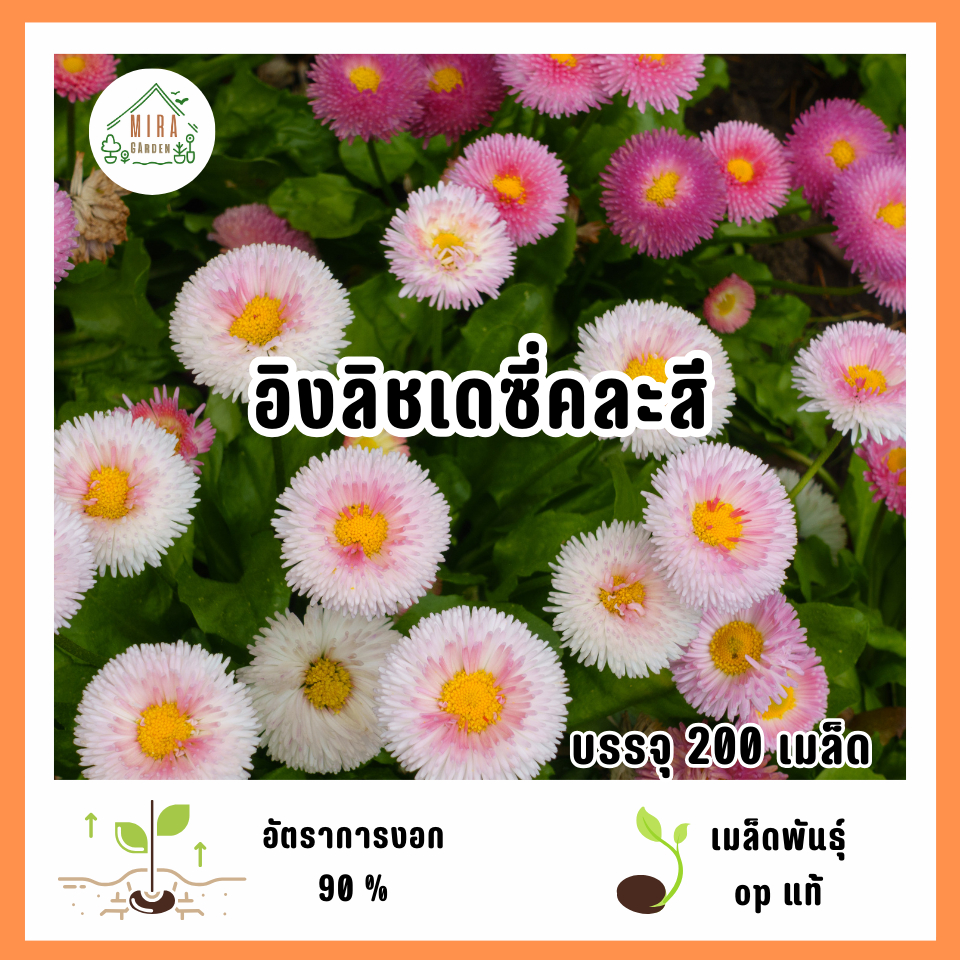 เมล็ดพันธุ์ดอกอิงลิชเดซี่คละสี 200 เมล็ด | Shopee Thailand