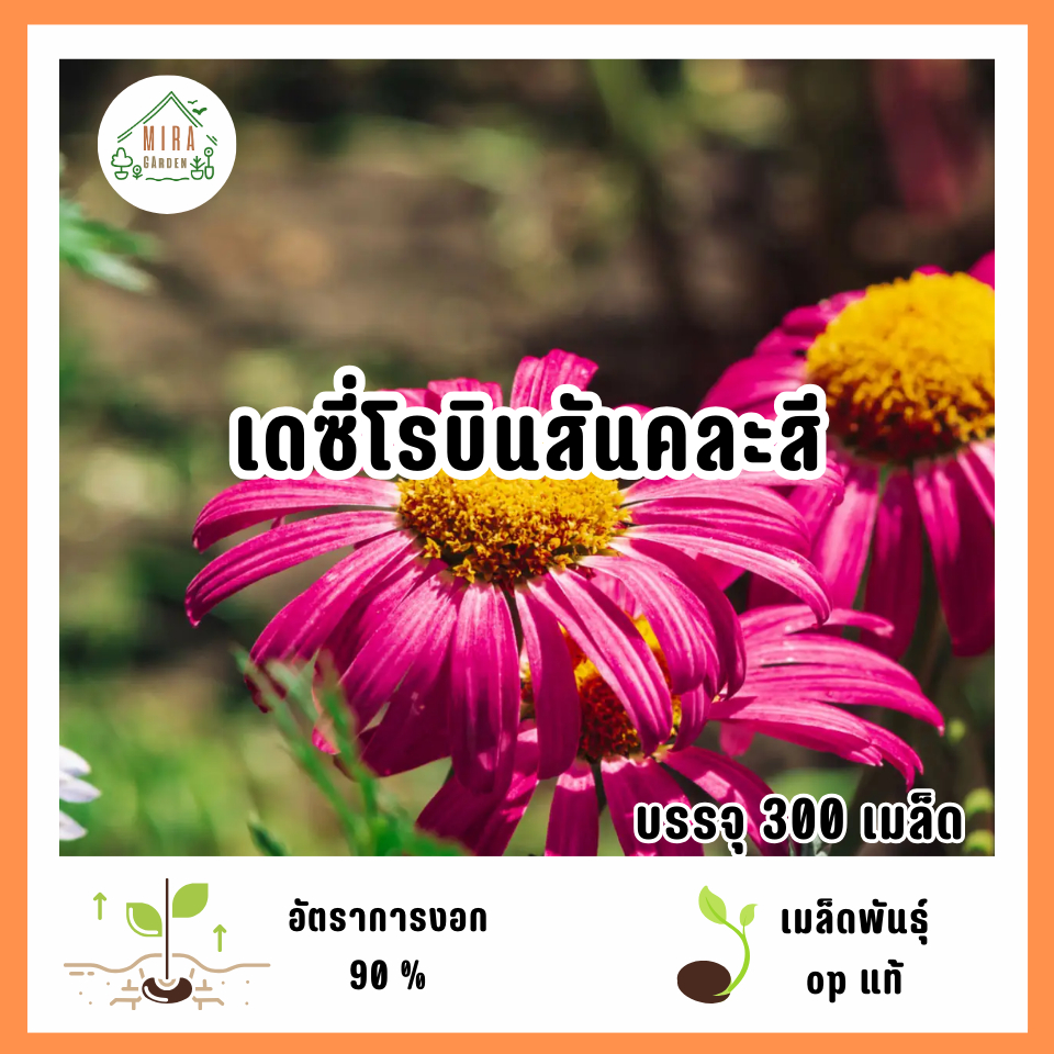 เมล็ดพันธุ์ดอกเดซี่โรบินสันคละสี 300 เมล็ด | Shopee Thailand