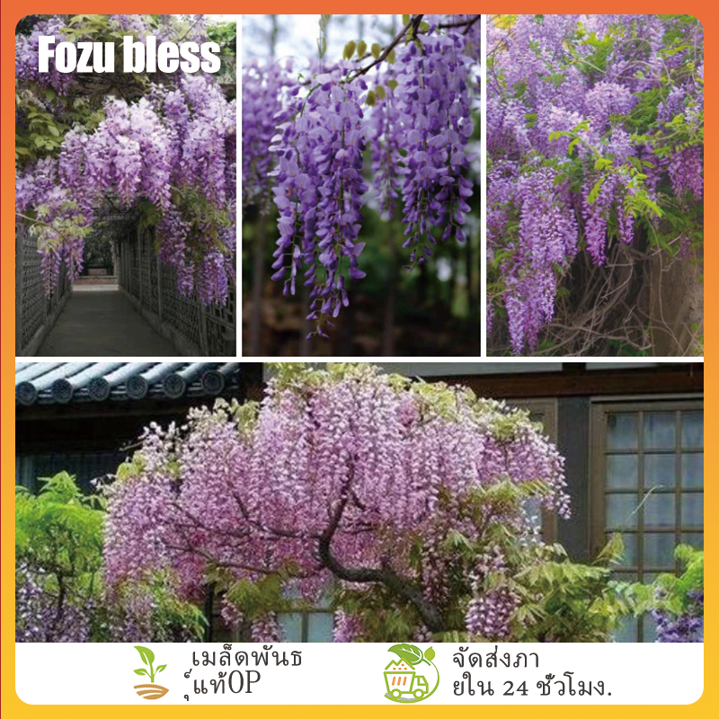 FOZU เมล็ดดอกวิสทีเรีย เมล็ดดอกวิสทีเรีย บอนสี 10 เมล็ด Bonsai Wisteria Seeds บอนไซ ต้นไม้มงคล เมล็ดบอนสี บอนสีพันห