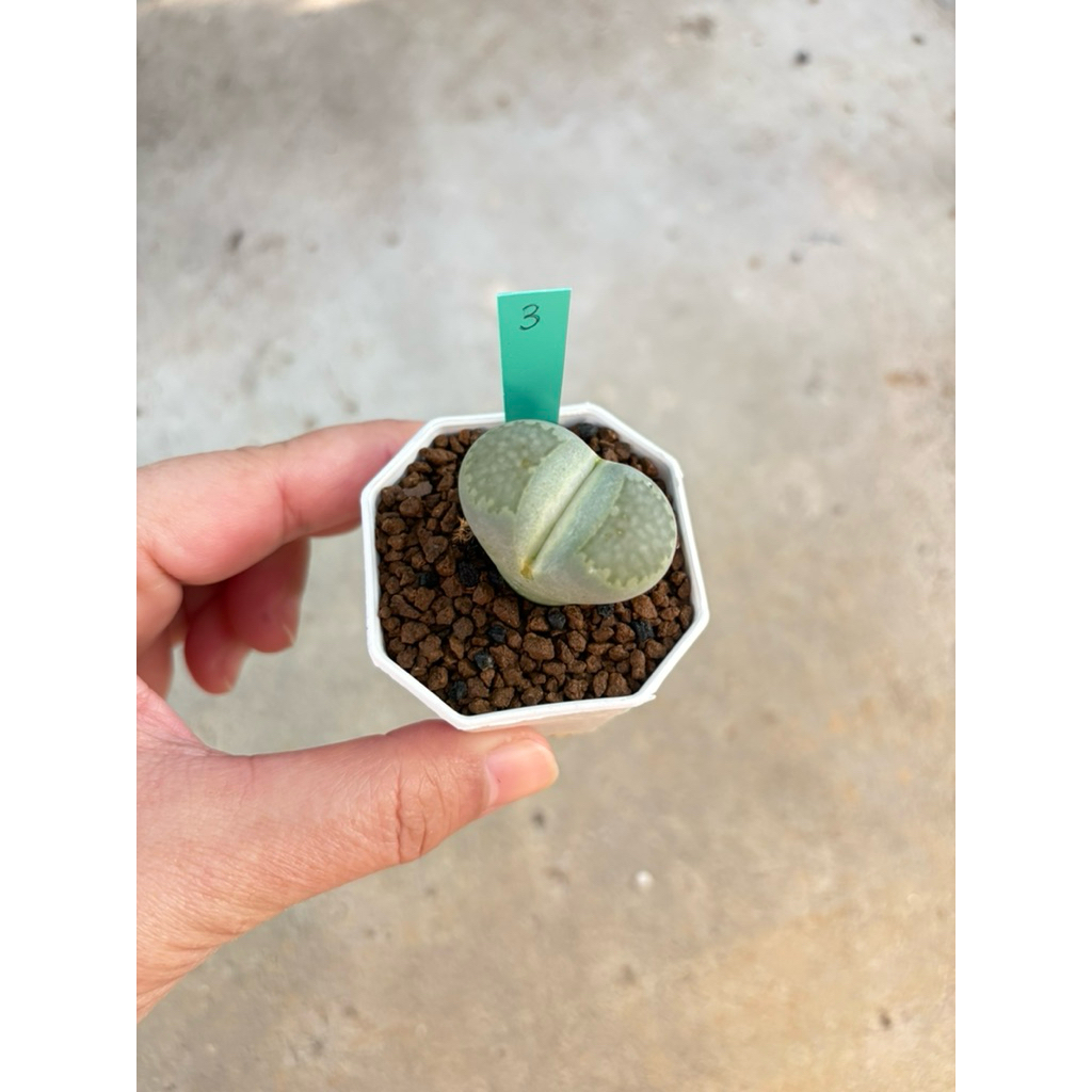 ไลทอป litop ต้นใหญ่ กระถาง 2“ | Shopee Thailand