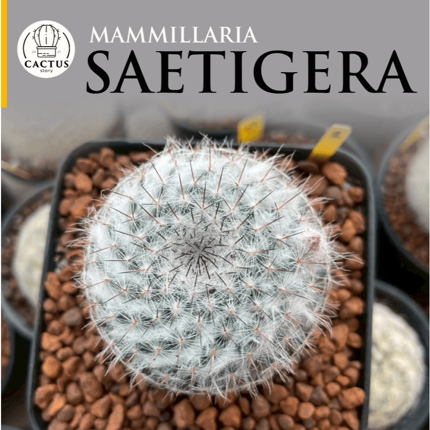 Mammillaria saetigera   3.5   | Shopee  Thailand