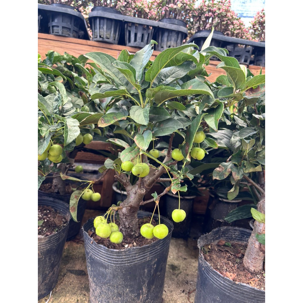 ต้นแอปเปิ้ลแคระ (Dwarf Apple Bonsai) หรือไม้ผลประดับกระถางตระกูลแอปเปิ้ล/แอ๊ปเปิ้ลป่า (Crabapple) ที่นิยมนำมาทำเป็นบอนไซ