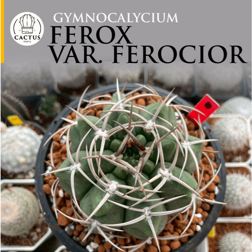 Gymnocalycium ferox var. ferocior  5  | Shopee Thailand
