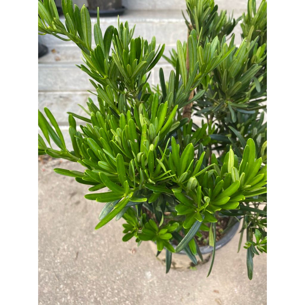 ต้นสนใบพาย (Podocarpus polystachyus) ใบเรียวยาวสีเขียวเข้ม ฟอร์มสวย ...