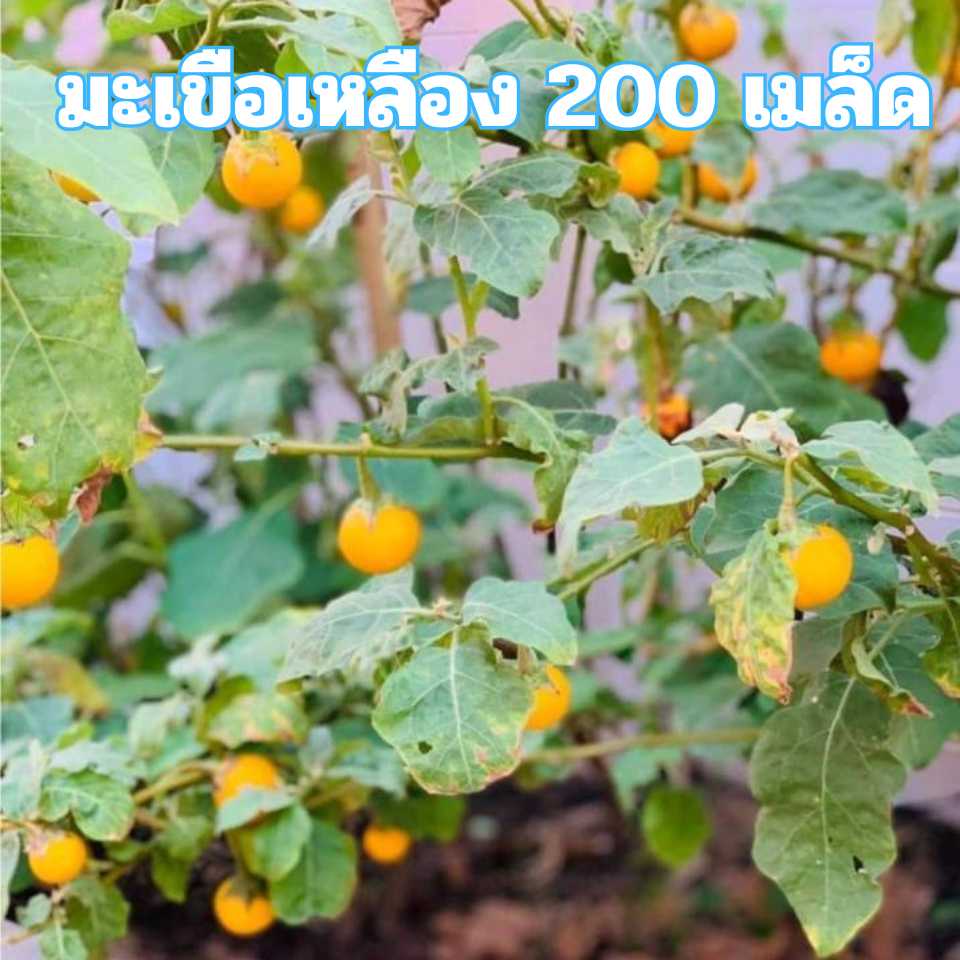 เมล็ดพันธฺุ์มะเขือเหลือง 200 เมล็ด