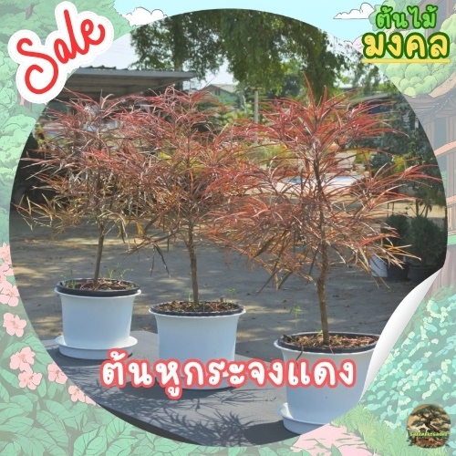 [พร้อมส่ง] ต้นหูกระจงแดง (Red Terminalia) ขนาด 60-70cm ใบสวย ต้นแข็งแรง ...