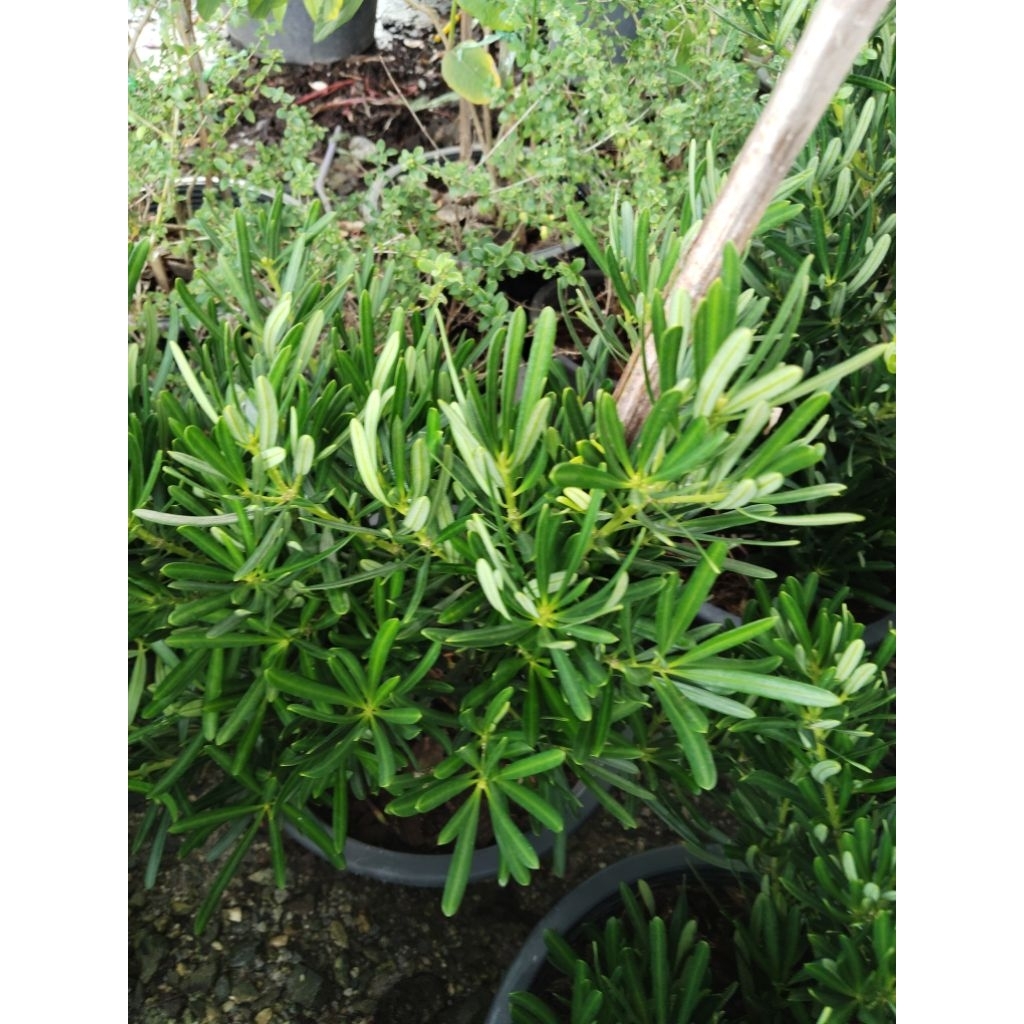สนใบพาย ไม้มงคล Podocarpus polystachyus | Shopee Thailand