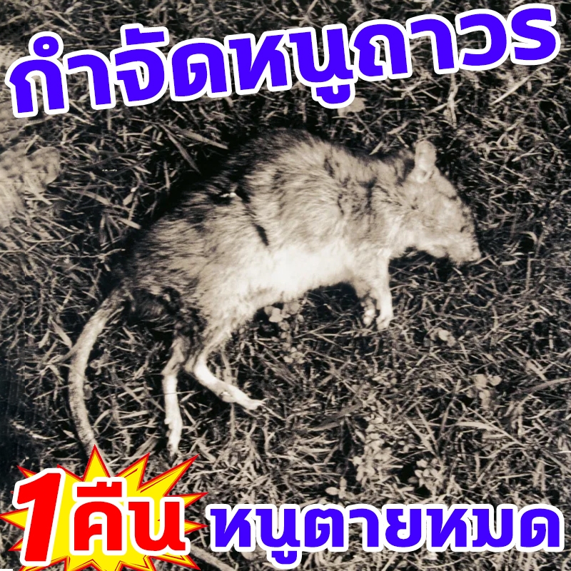 1 คืน หนูตายหมด ยาเบื่อหนู ตายแห้ง ไม่เหม็น ใช้ครั้งเดียว ไม่มีหนูทั้ง ...