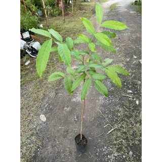 ต้นมะฮอกกานี 60-80cm