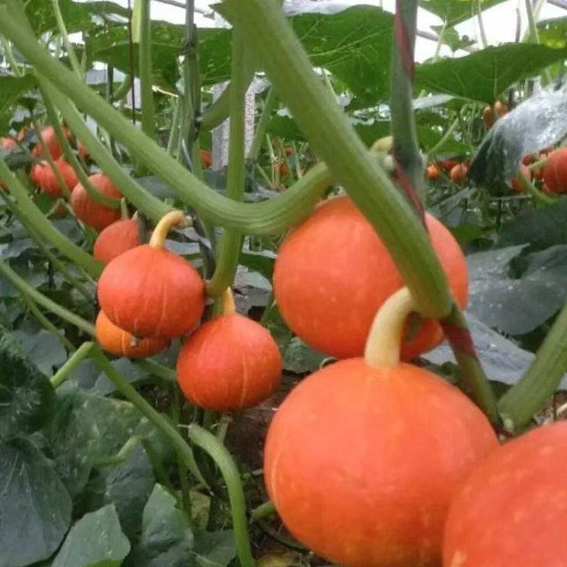 20เมล็ด เมล็ดพันธุ์ ฟักทองญี่ปุ่น เรดคูริ Red Kuri Squash Seed ของแท้ ...