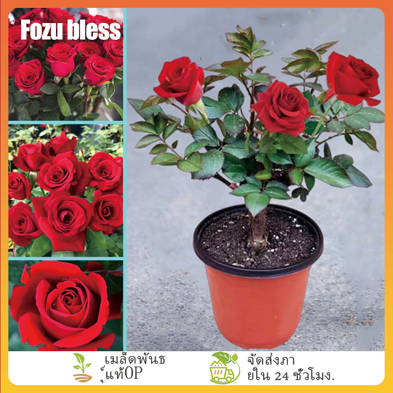 FOZU เมล็ดพันธุ์ ดอกกุหลาบเลือนสีแดง บรรจุ 100 เมล็ด | Shopee Thailand