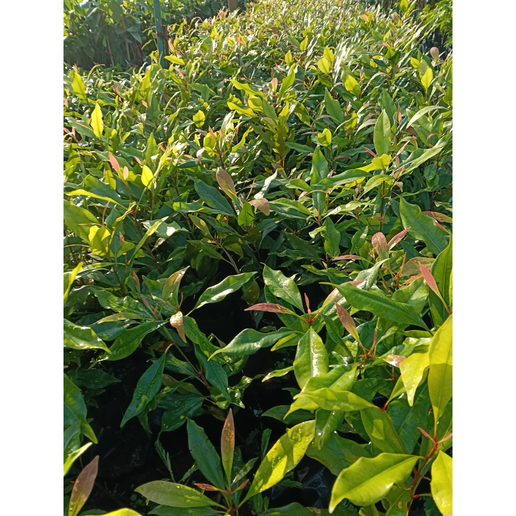 ต้นก้านพลู (Clove Tree) | Shopee Thailand