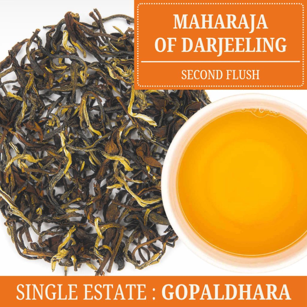 ชาดาร์จีลิง 𝗙𝗧𝗚𝗙𝗢𝗣𝟭, 𝗖𝘂𝗹𝘁𝗶𝘃𝗮𝗿: 𝗔𝗩𝟮, Gopaldhara Maharaja of Darjeeling ...