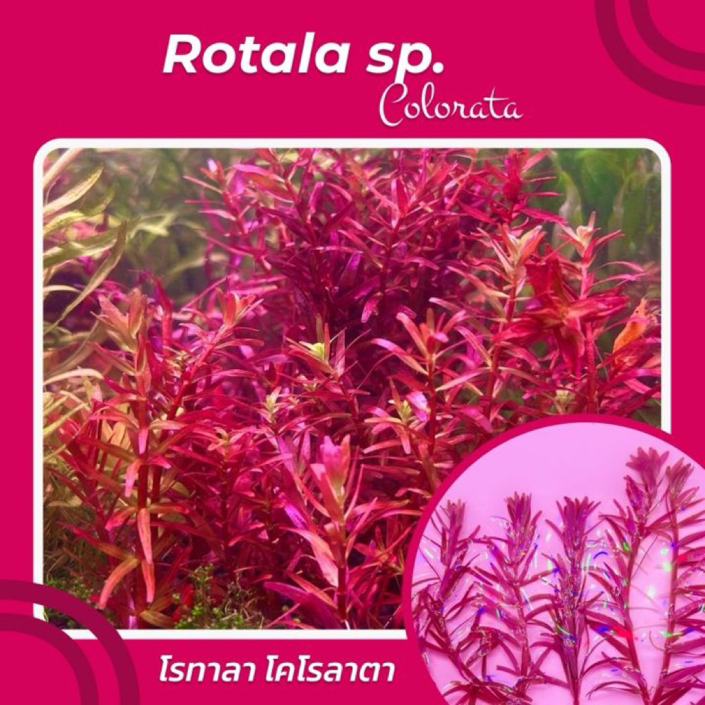 โรทาล่า โคโรลาต้า (Rotala colorata) | Shopee Thailand