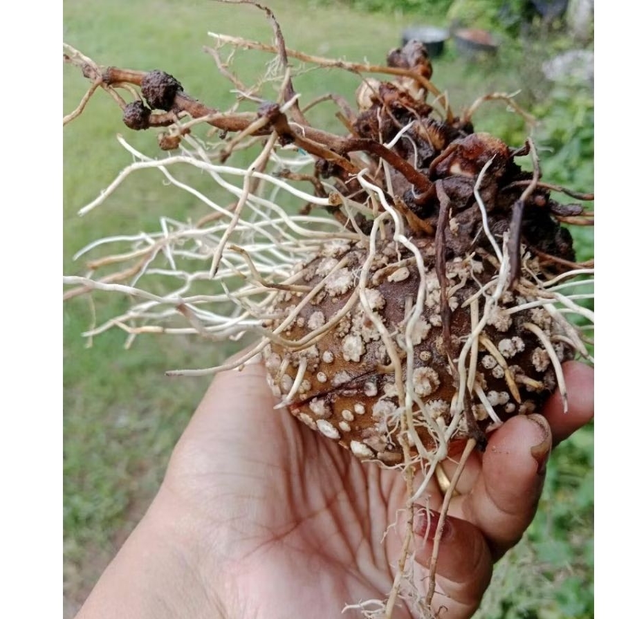 th 11134207 81ztq mfdfh5vruc5ob2