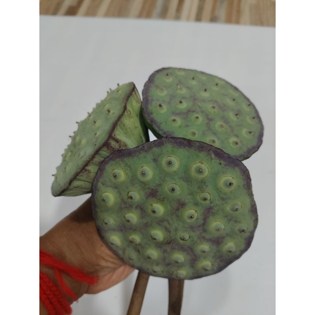 ฝักบัวเมล็ดบัวเก็บสด 5-7 ฝัก | Shopee Thailand