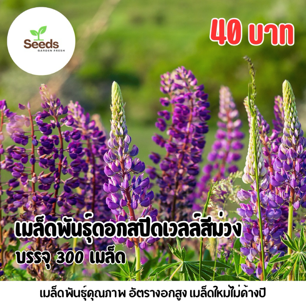 เมล็ดพันธุ์ดอกสปีดเวลล์ บรรจุ 300 เมล็ด | Shopee Thailand