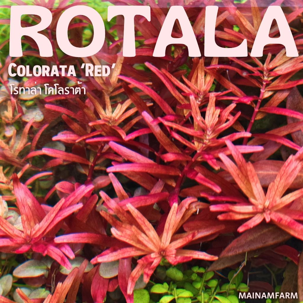 โรทาล่า โคโลราต้า - Rotala Colorata ราชินีสีแดงแห่งโลกไม้น้ำ | Shopee ...