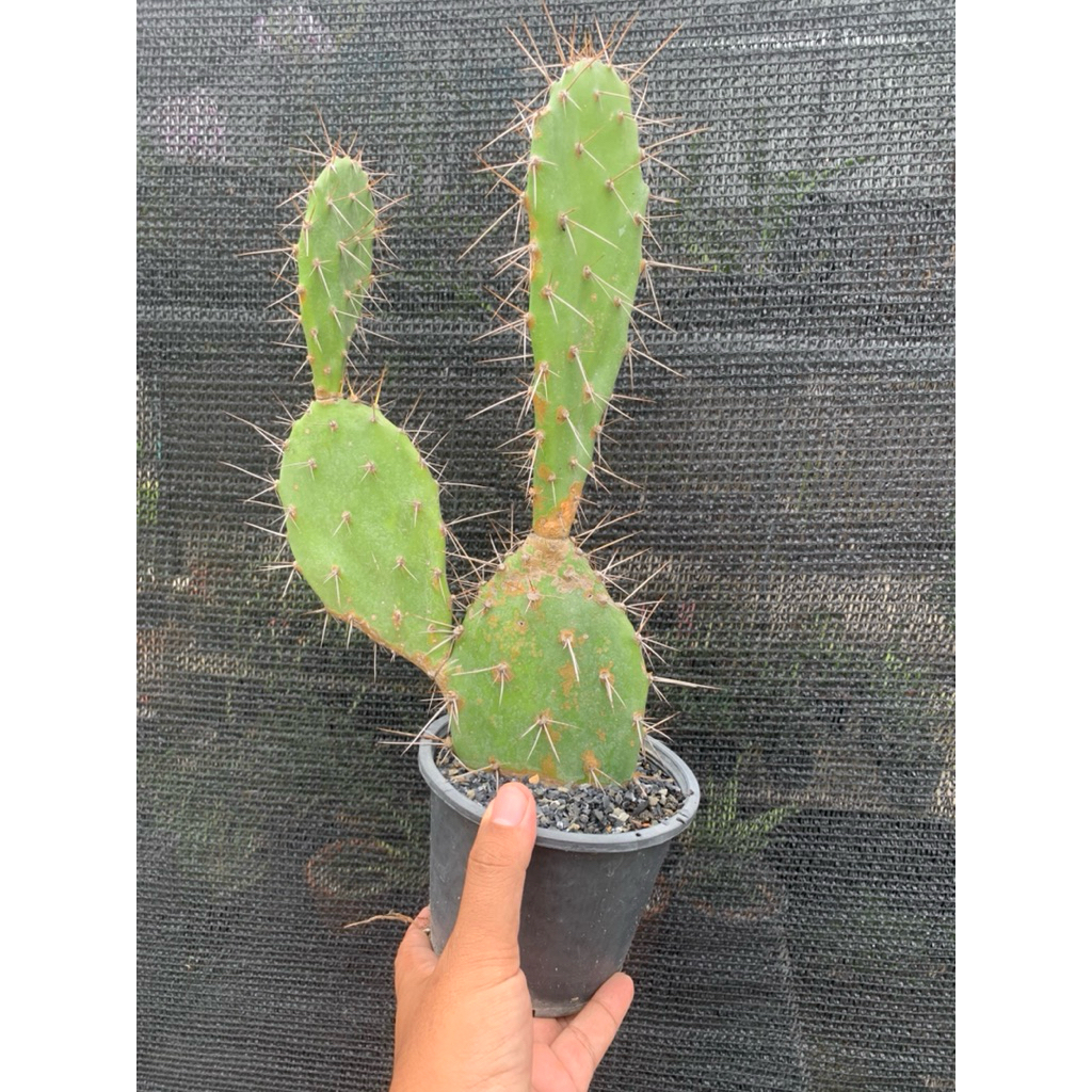 โอพันเทียทูน่า หนามโหด (opuntia tuna) ทานผลได้