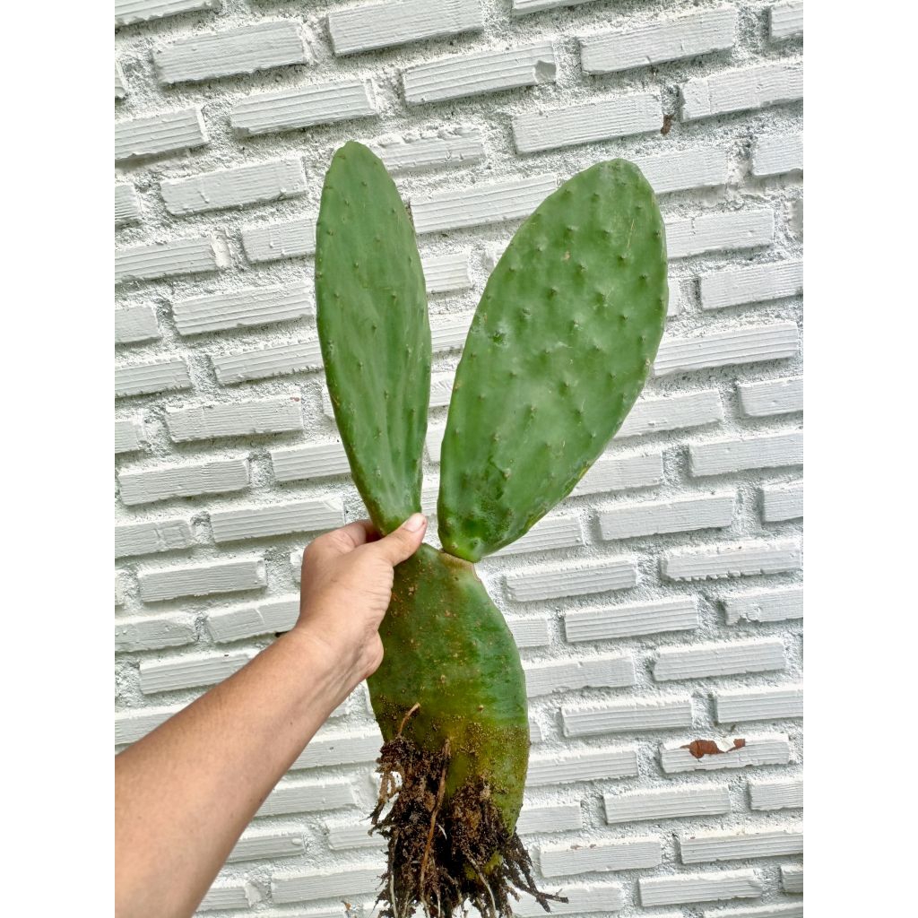opuntia ficus indica โอ​พัน​เทีย​ ฟิ​คัส​อิน​ดิ​ก้า กระบองเพชรทานผล/ใบ  (ใบพันธุ์) ไร้หนาม
