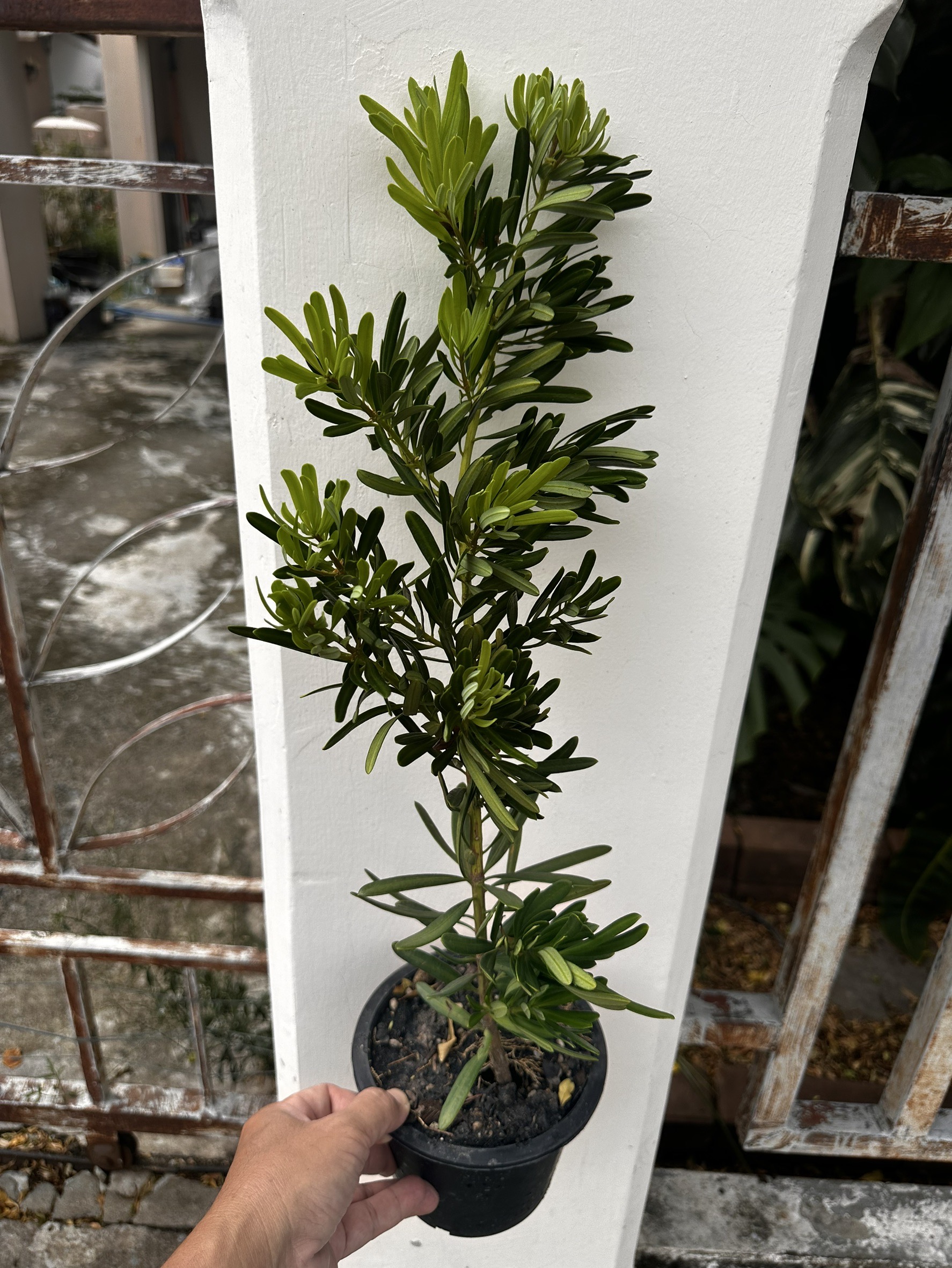 ต้นสนใบพาย Podocarpus polystachyus ไม้เนื้อแข็งขนาดใหญ่ นิยมปลูกเพื่อ ...