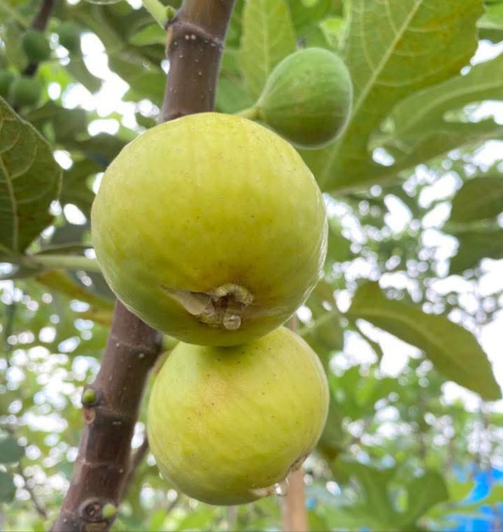 กิ่งตอนมะเดื่อฝรั่งไวท์อิสราเอล White Israel figs รากแน่นๆ พร้อมปลูก ...