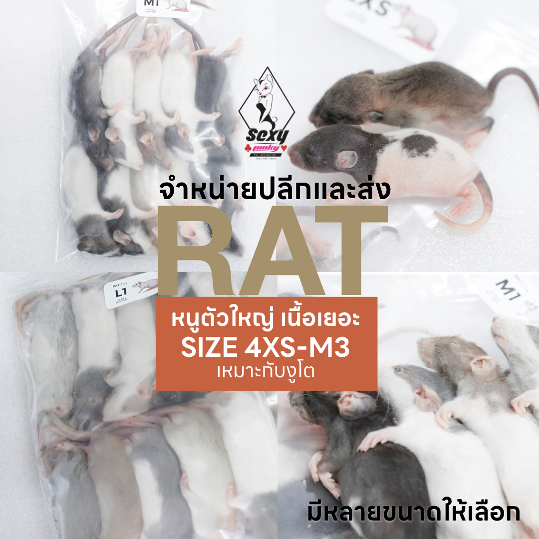 หนูแช่แข็ง Rat หนูตัวใหญ่ เนื้อเยอะ อาหารสำหรับงูโต จำหน่ายปลีกและส่ง ...