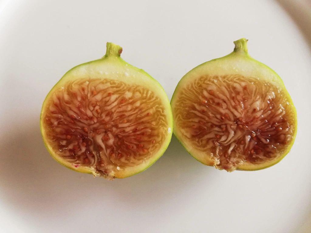 กิ่งตอนมะเดื่อฝรั่งไวท์อิสราเอล White Israel figs รากแน่นๆ พร้อมปลูก ...