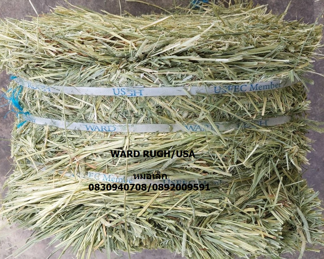 หญ้าทิโมธี Ward Rugh หญ้ากระต่าย ม้า เต่า | Shopee Thailand