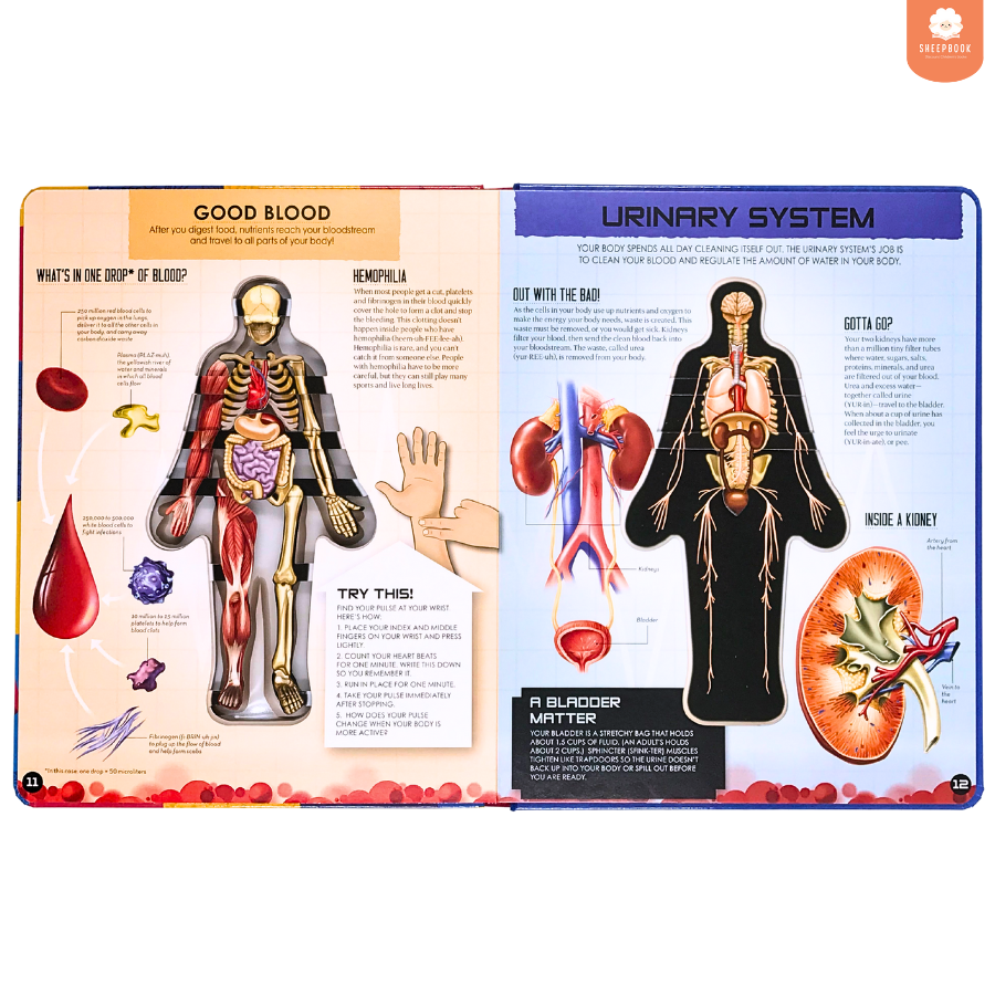 หนังสือ Inside Out: Human Body กระดาษแข็งทุกหน้า | Shopee Thailand