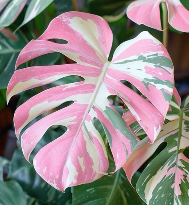 Monstera Variegata Rosaล๊อตลุ้นด่างชมพู ไม้เนื้อเยื่ออนุบาลพร้อมส่ง ...