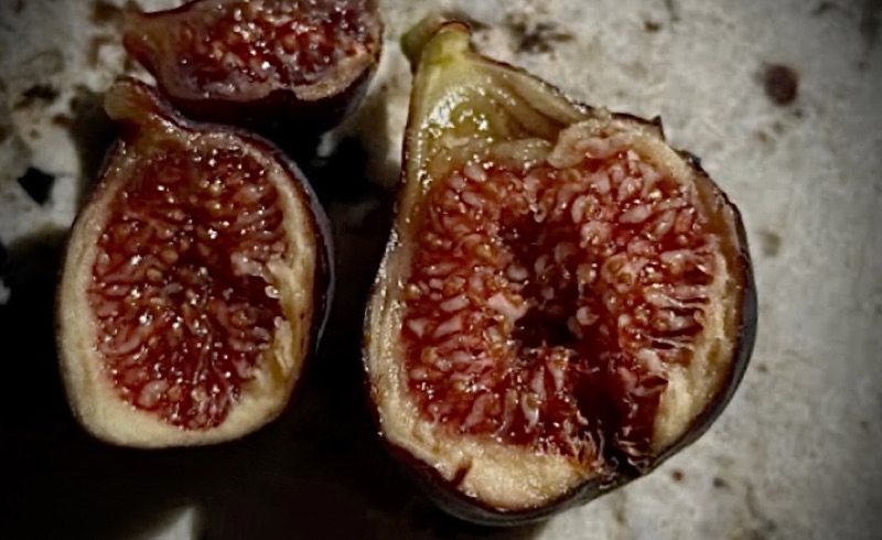 Black Israel Figs ต้นพันธุ์ มะเดื่อฝรั่ง สายพันธุ์ แบล็คอิสราเอล ผลดก ...