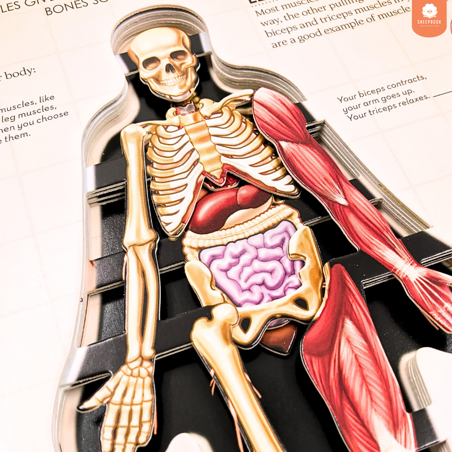 หนังสือ Inside Out: Human Body กระดาษแข็งทุกหน้า | Shopee Thailand