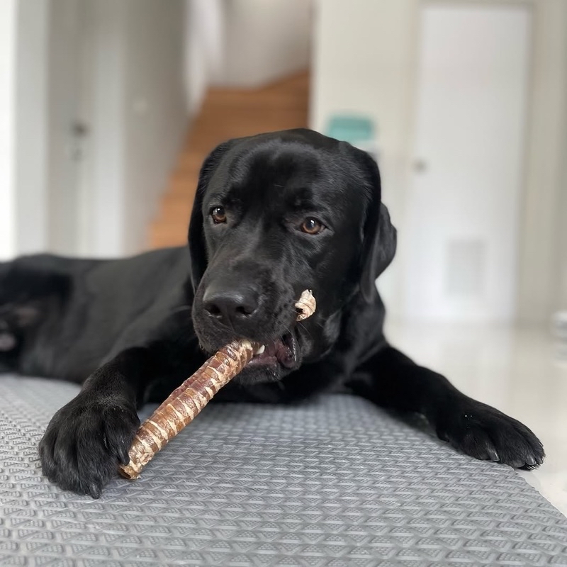 หลอดลมวัว Beef Trachea ขนมน้องหมา Hoya Barkery Dog Treats | Shopee Thailand