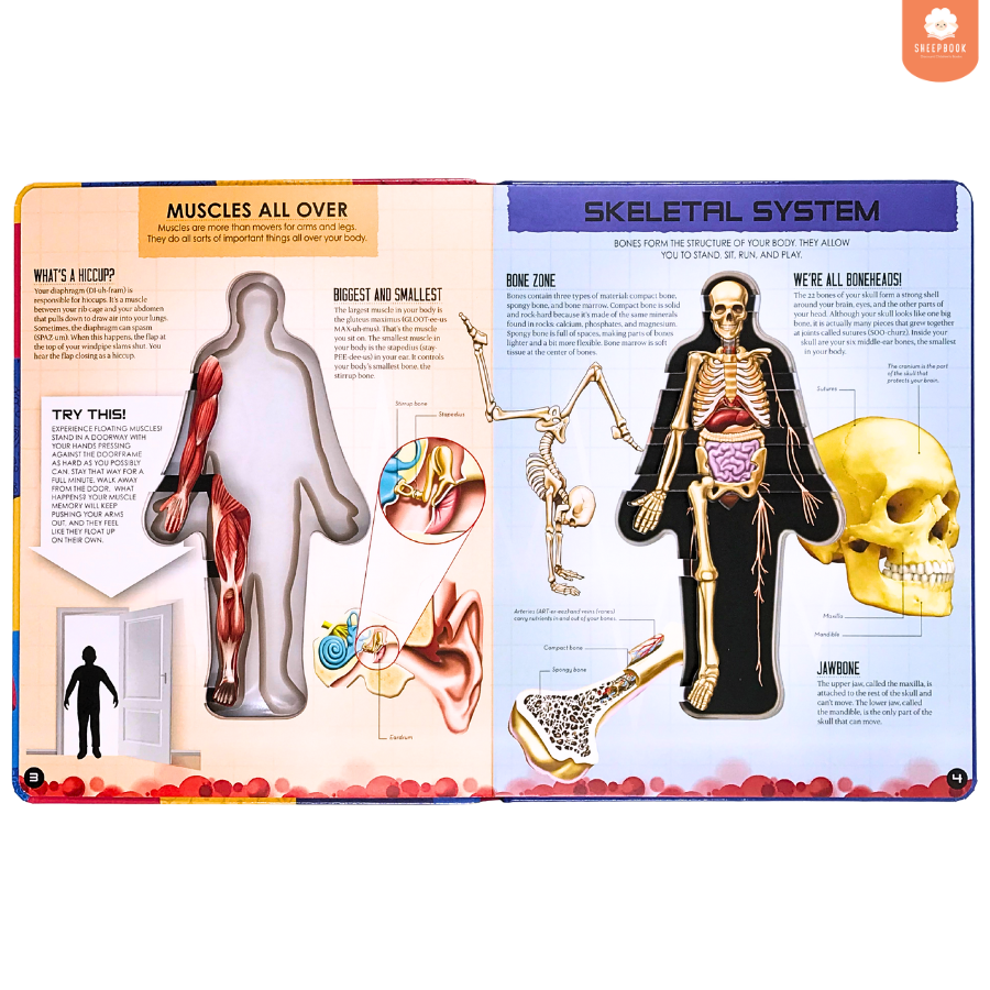 หนังสือ Inside Out: Human Body กระดาษแข็งทุกหน้า | Shopee Thailand