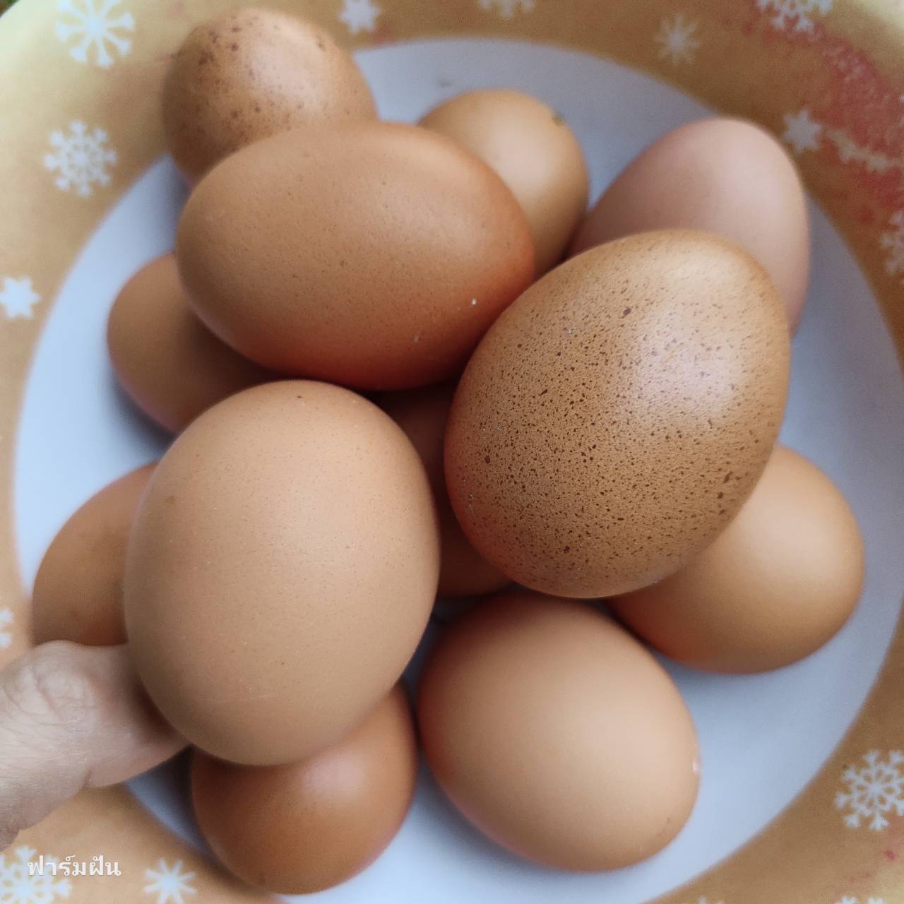 อาหารไก่ไข่ซันฟีด Sunfeed เบอร์915M โปรตีน18%ไก่ระยะไข่ 9 กิโลกรัม ...