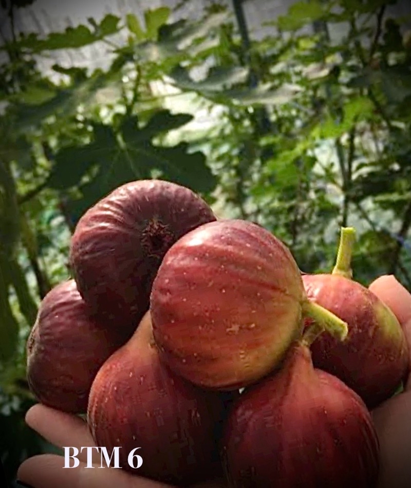 ต้นพันธุ์ มะเดื่อ ฟิกซ์ Figs สายพันธุ์ ญี่ปุ่น BTM6 Figs ลูกสีน้ำตาล ...