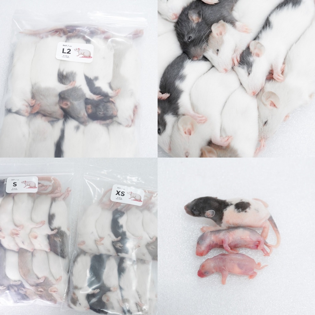 หนูแช่แข็ง Rat หนูตัวใหญ่ เนื้อเยอะ อาหารสำหรับงูโต จำหน่ายปลีกและส่ง ...