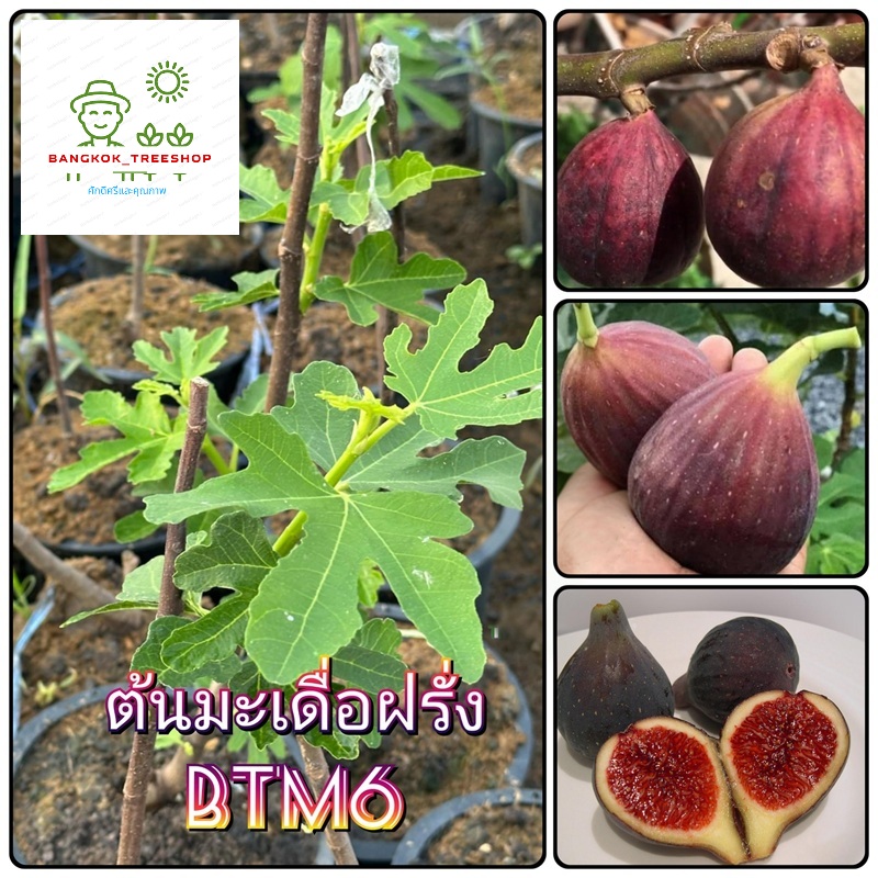 ต้นมะเดื่อฝรั่งสายพันธุ์ BNR,CDDB,BTM6,TIGER PANACHE,KUROMITSU ผลอร่อย ...