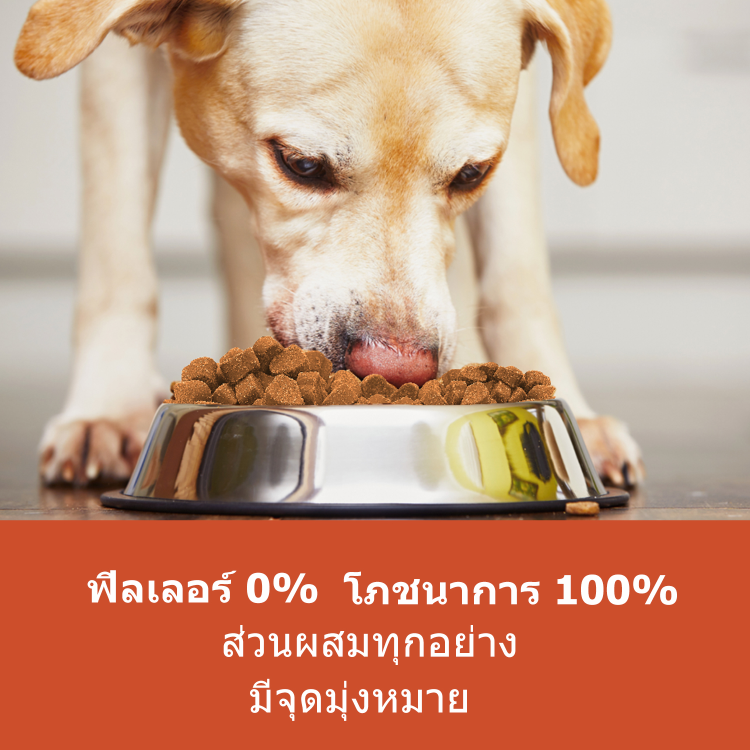 Popoo แพ็คสุดคุ้ม 2สูตร Dog Probiotics และ Multivitamins for Dogs ขนม ...