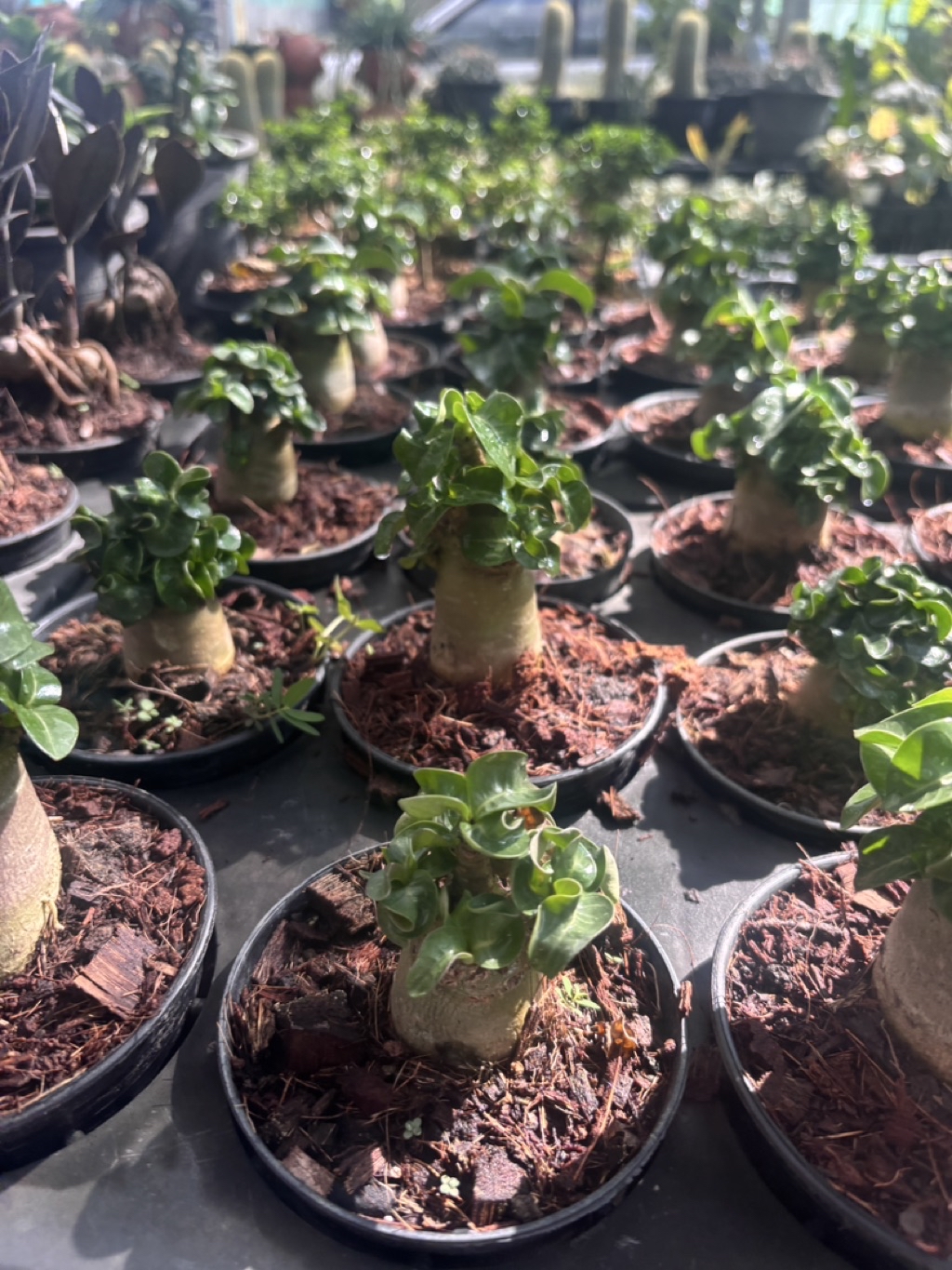 ชวนชมแคระสุด กระถาง2นิ้วAdenium mini | Shopee Thailand