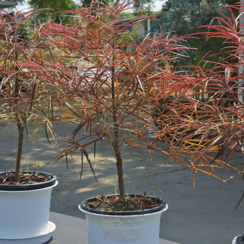 [พร้อมส่ง] ต้นหูกระจงแดง (Red Terminalia) ขนาด 60-70cm ใบสวย ต้นแข็งแรง ...