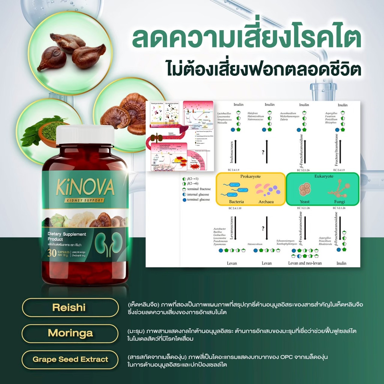 คิโนว่า1 แถม 1 กระปุก KINOVA คิโนว่า วิตามินบำรุงไต รวม 60 แคปซูล ของ ...