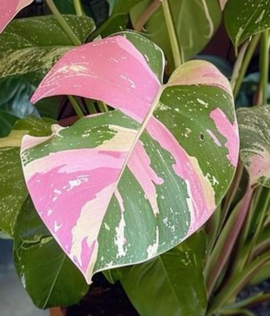 Monstera Variegata Rosaด่างชมพู ไม้เนื้อเยื่ออนุบาลพร้อมส่ง | Shopee ...